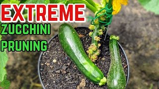 How To Prune a Zucchini Plant  Increase Max Production [upl. by Ecnerolf468]