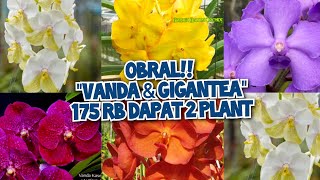 STOCK BARU VANDA amp GIGANTEA  175 RB DAPAT 2 PLANT no admin 085782741417 🙏💯 [upl. by Lebanna14]