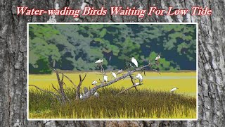 Understanding How the Tide Table Chart Works Waterwading Birds Waiting for Low Tide [upl. by Costello]