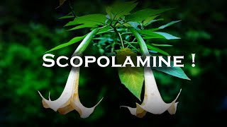 Scopolamine  Worlds Most Dangerous Drug [upl. by Ytsud]