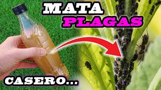 NO CREERÁS como MATA PLAGAS este INSECTICIDA CASERO [upl. by Sew]