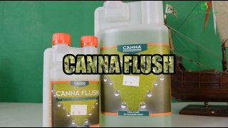 CANNA FLUSH [upl. by Hgielrebmik472]