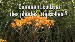 Comment cultiver des plantes tropicales en véranda chauffée [upl. by Llerdnad]