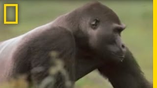 Gorilla vs Gorilla  National Geographic [upl. by Sauncho775]