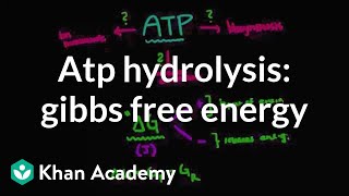 ATP hydrolysis Gibbs free energy  Biomolecules  MCAT  Khan Academy [upl. by Bianchi]