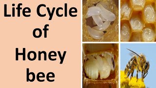 Life cycle of Honey bee [upl. by Adalai]