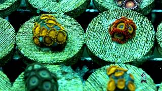 Lets talk Corals  Zoanthids  Palythoas [upl. by Annair]