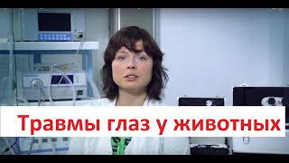 Травмы глаз у животных Лечение травм глаз у животных в ИВЦ МВА [upl. by Manley]