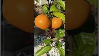 Organic Mikan  Citrus Unshiu organic bonsai shorts [upl. by Ahsemot983]