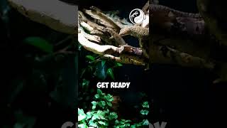 Watch the Ultimate Feast Gecko Feeding Mania [upl. by Ecirtak]