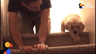 Puppy Tries Stairs For First Time With Help From Dad  The Dodo [upl. by Kcir]