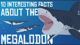 10 Interesting Facts about the MEGALODON [upl. by Nairehs]