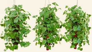 Amazing Idea  How to grow Fish mint Houttuynia cordata in plastic bottles [upl. by Acinom]