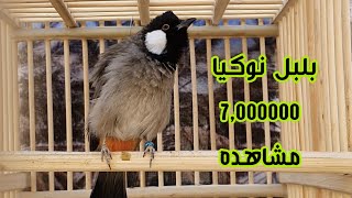 بلبل نوكيا أول بلبل عراقي يردد نغمة نوكيا من تدريبي وتلقيني [upl. by Yeroc363]