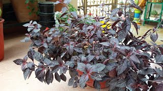 How to Grow and Care Loropetalum Plant  Border Plant  Fun Gardening [upl. by Stevens41]