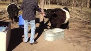 Hand feeding miniature Scottish belted galloway cows belties Oreo cows [upl. by Procto]