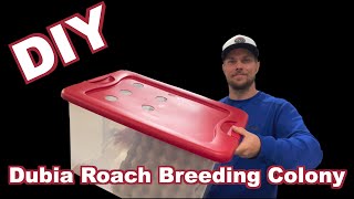 How To Setup A Dubia Roach Breeding Colony  DIY Dubia Roach Bin [upl. by Ariaet]