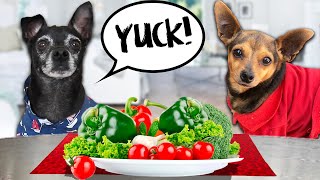 Dog Reviews Food With Best Friend  PawZam Dogs Taste Test for 24 Hours with Secret Crush [upl. by Rexferd]