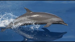 Facts The Pantropical Spotted Dolphin [upl. by Feodora]