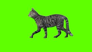 Green screen Cat video  Gray Cat Walking green screen [upl. by Fang]