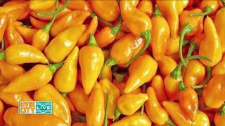 The History of the Datil Pepper  River City Live [upl. by Torto]