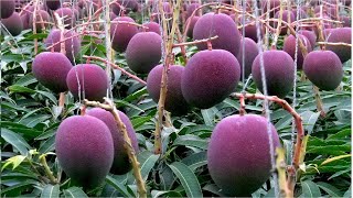 Farming The Most Expensive MIYAZAKI Mango In Japan  How To Grow Most Expensive MANGO In The World [upl. by Tnahsin]