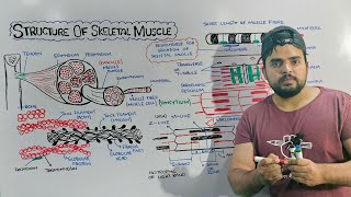 Structure of Skeletal Muscle Detailed lecture on Skeletal Muscle [upl. by Sutelc]