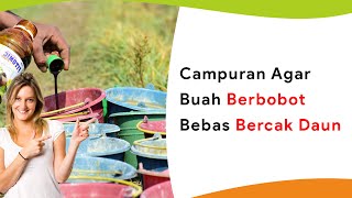 ZPT Atonik dan Campurannya Buah Berbobot dan Cegah Bercak Daun Sekaligus [upl. by Castillo337]