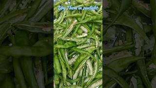 Drying Green Chili Recipe  Easy And Tasty Recipe  Easy Way To Dry Them  viral Cookspot40 [upl. by Mccandless]