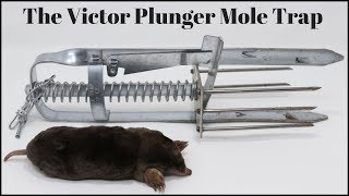 How To Trap Moles With the Victor Plunger Mole Trap Mousetrap Monday [upl. by Latimer]