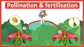 The process of pollination amp fertilisation 🌷 Stepbystep process [upl. by Enerehs201]