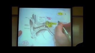 THE EAR the Anatomy amp Physiology of Hearing by Professor Fink [upl. by Rora]