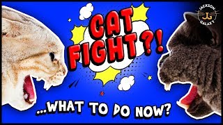 How to Deal with Cat Fights [upl. by Amedeo]