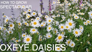 How to Grow Oxeye Daisies for Cottage Garden Impact [upl. by Nahgem137]