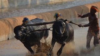 Moodubidire Koti Chennaya Kambala  buffalo race  Most viewed Kambala video [upl. by Eizzik379]