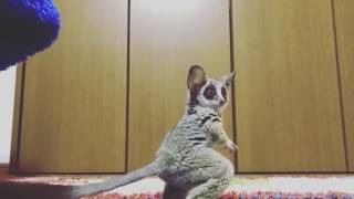 Bush Baby plays with a ball for the first time [upl. by Gerik]