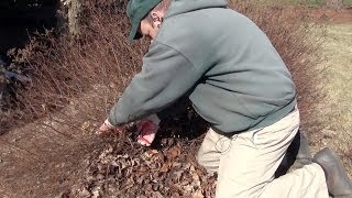 Renewal Pruning Spirea  Taming the Monster [upl. by Lindemann]