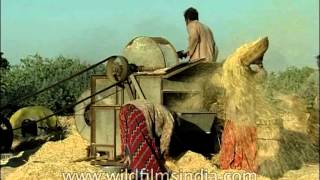 Threshing of Wheat in an oldfashioned threshing machine [upl. by Eiuqnimod]