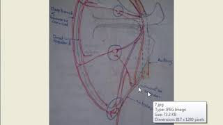 Anastomosis in upper limb around  shoulder amp Elbow [upl. by Amar]