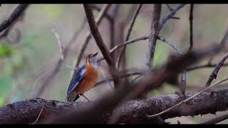 Orange headed Thrush  Anantagiri Hills Vikarabad [upl. by Aicenet]