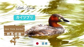 野鳥図鑑：カイツブリ Little Grebe [upl. by Roybn869]