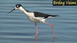 Blacknecked Stilts – surface feeding – Birds of California [upl. by Nedmac343]