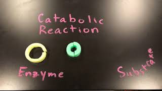 Enzyme Catabolic Reaction [upl. by Annaid]