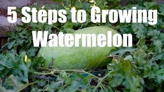 5 Steps to Growing Watermelon [upl. by Vernier519]