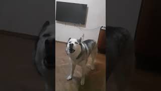 Siberian Husky howling singing with the sound of toy rubber chicken [upl. by Yenaffit]