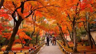 京都秋艶 autumn colors momiji leaves in Kyoto Japan 紅葉 [upl. by Hgeilhsa]