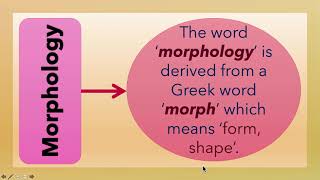 What is Morphology L3 [upl. by Lezah26]