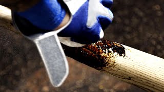 Why do baseball players use pine tar [upl. by Enneirdna140]