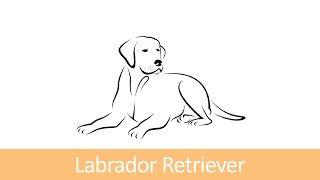 WauTV  Rasseportrait Labrador Retriever [upl. by Ivzt895]