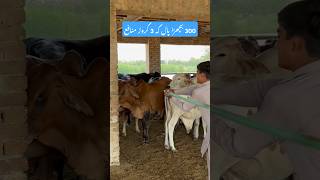 Bachra farming  wacha farming business 03248182000 shorts youtubeshorts [upl. by Robi]